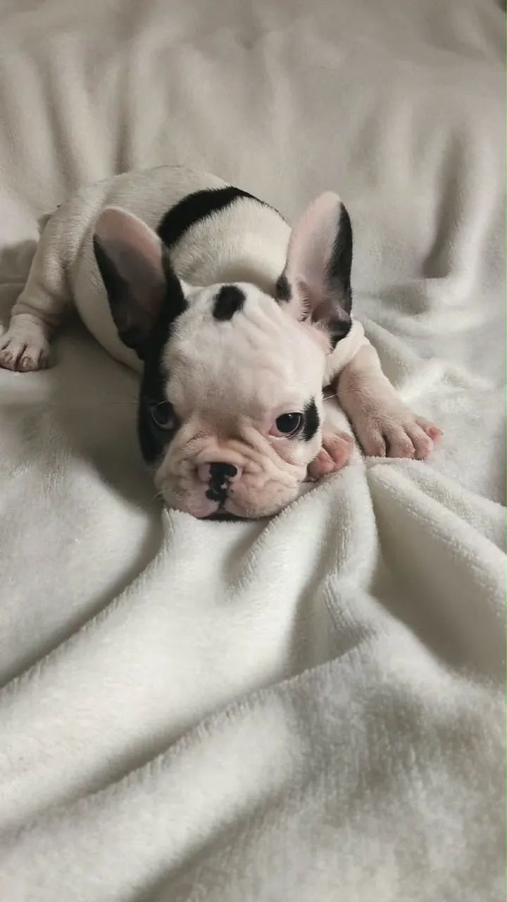 Bulldog francês macho 