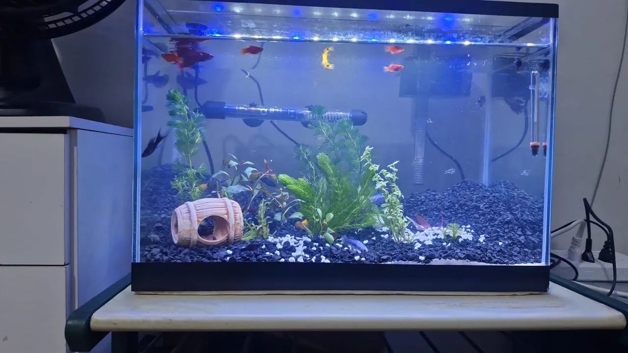 Aquário  50 Litros 