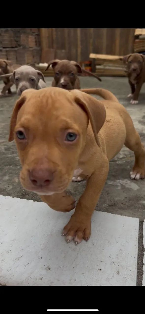 Pit Bull Pit Monster