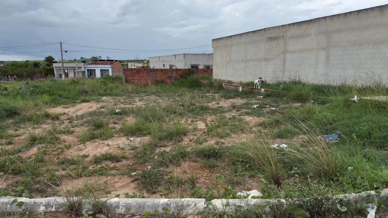 Foto - Limoeiro - 