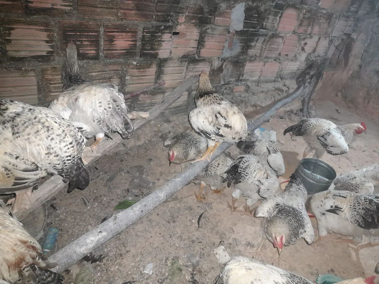 Frango e frangas - Foto 5