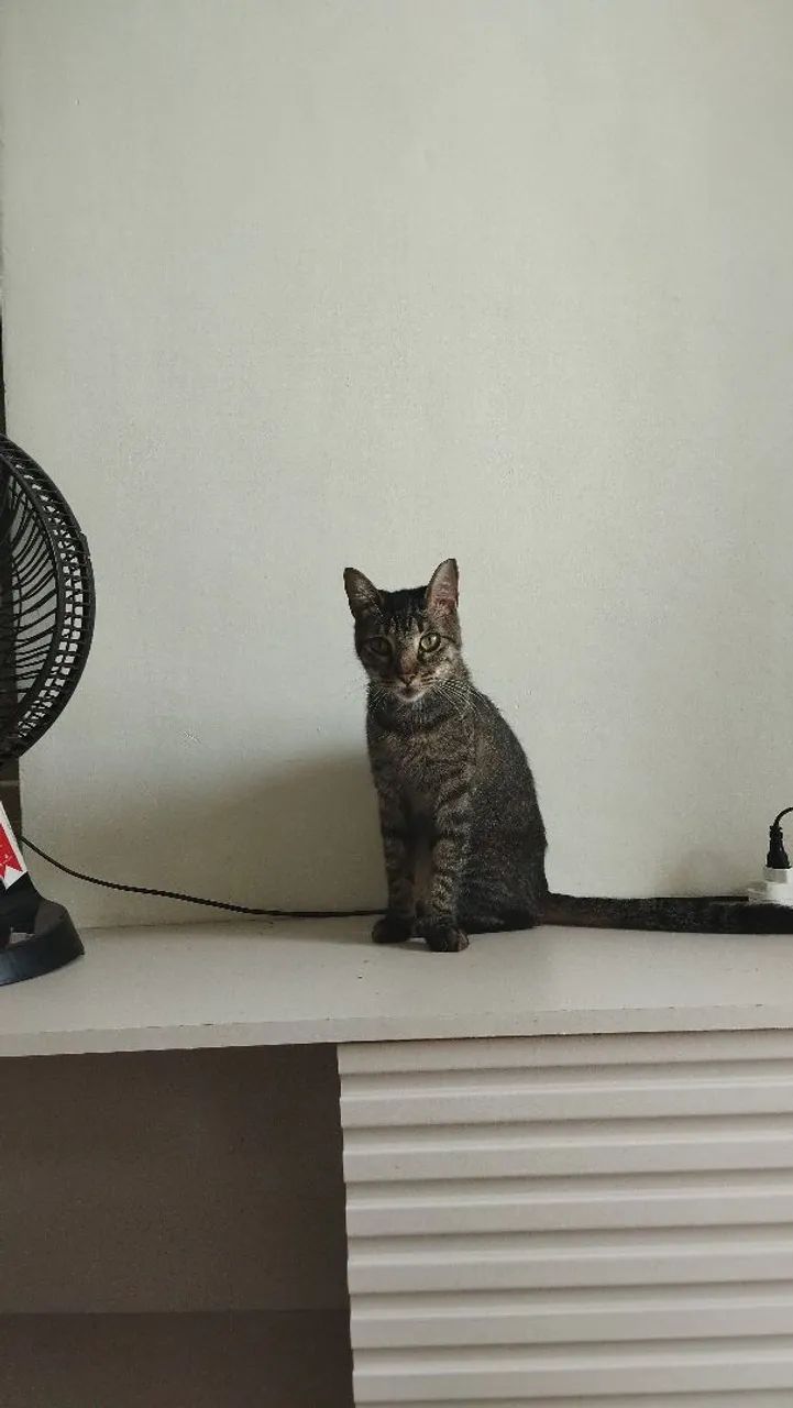 Gata para adoção - Ginga - Foto 2
