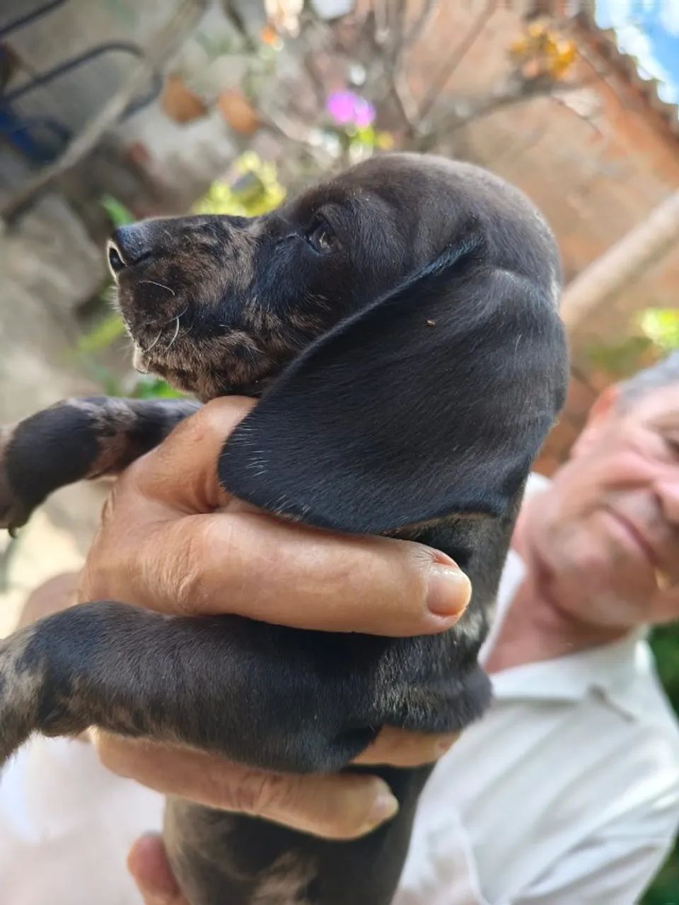  Dachshund  - Foto 4