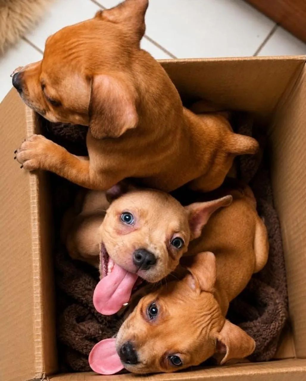 Pitbull filhote  - Foto 2