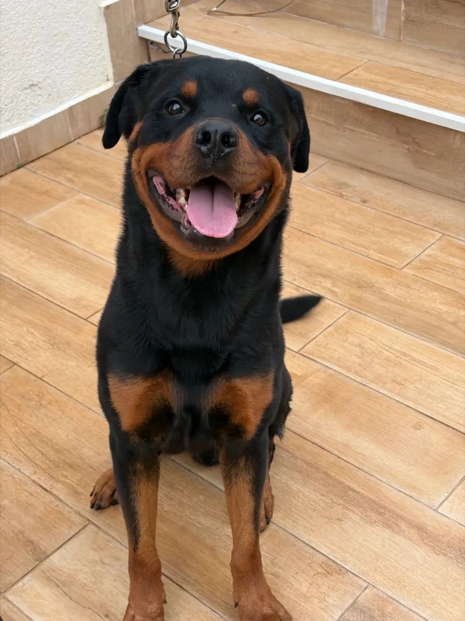 Doação Responsável - Rottweiler - Foto 2
