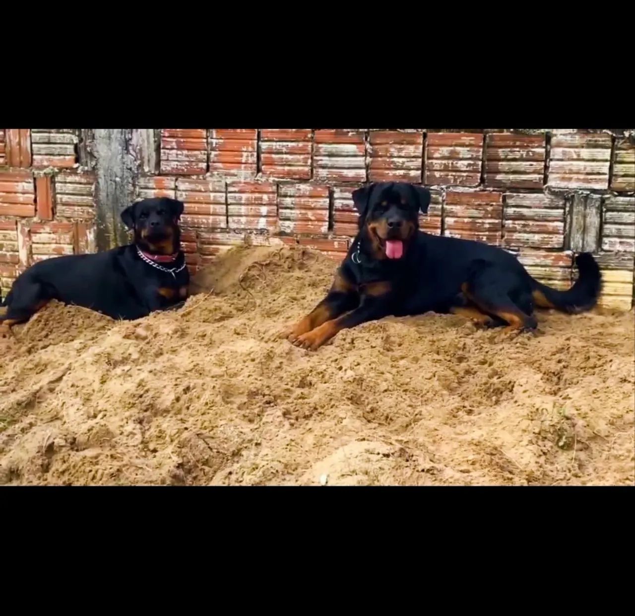 Filhotes de Rottweiler - Foto 2