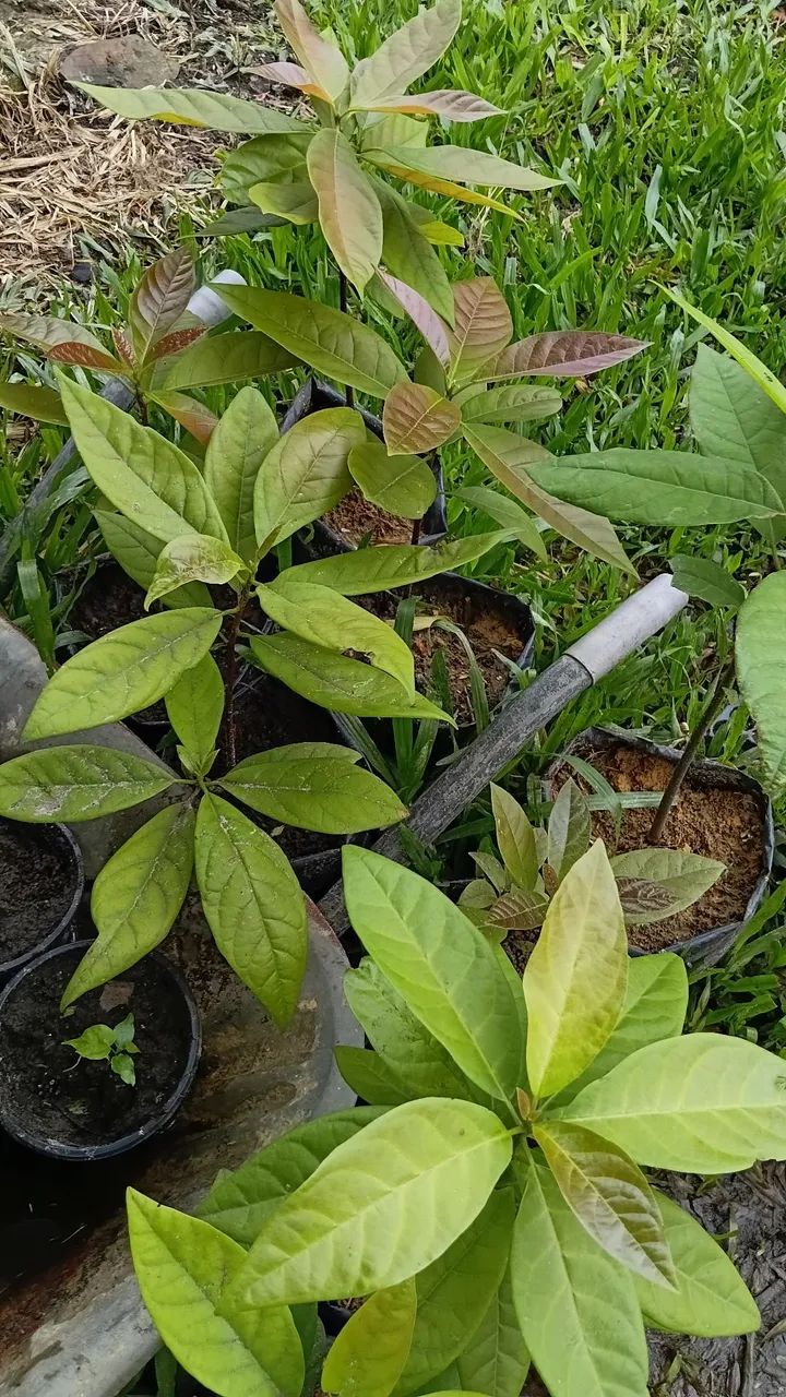 Frutíferas  - Foto 2
