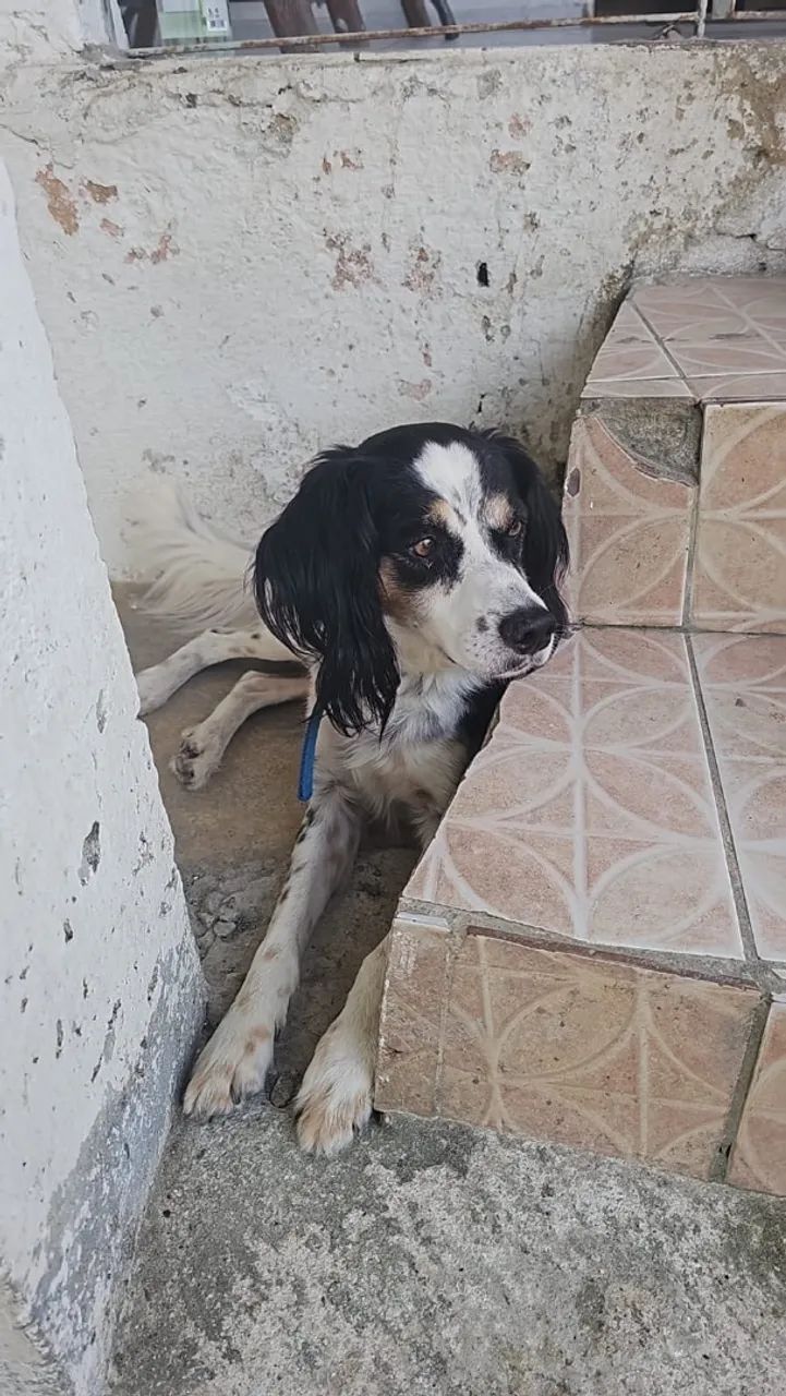 Cachorro dócil para adoção  - Foto 2