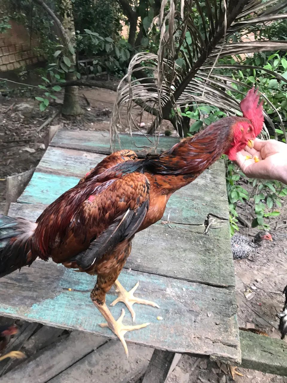 Vendo galos carioca e bode - Foto 4