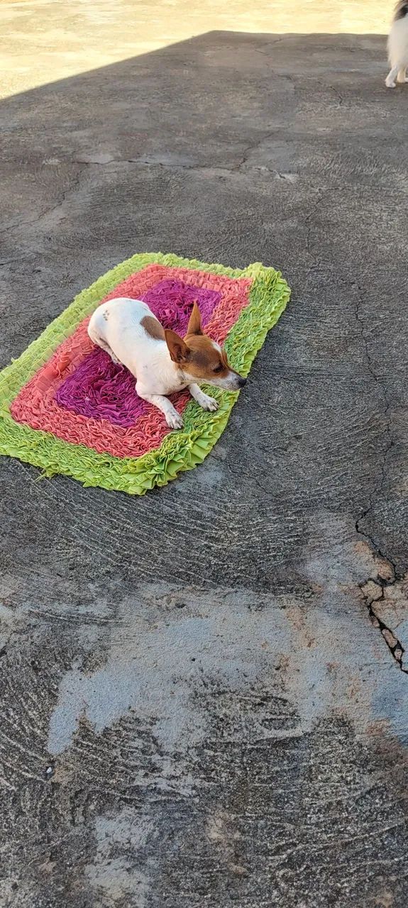 Pinscher  - Foto 4