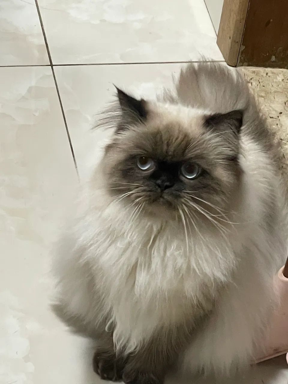 Gato Persa - Foto 2