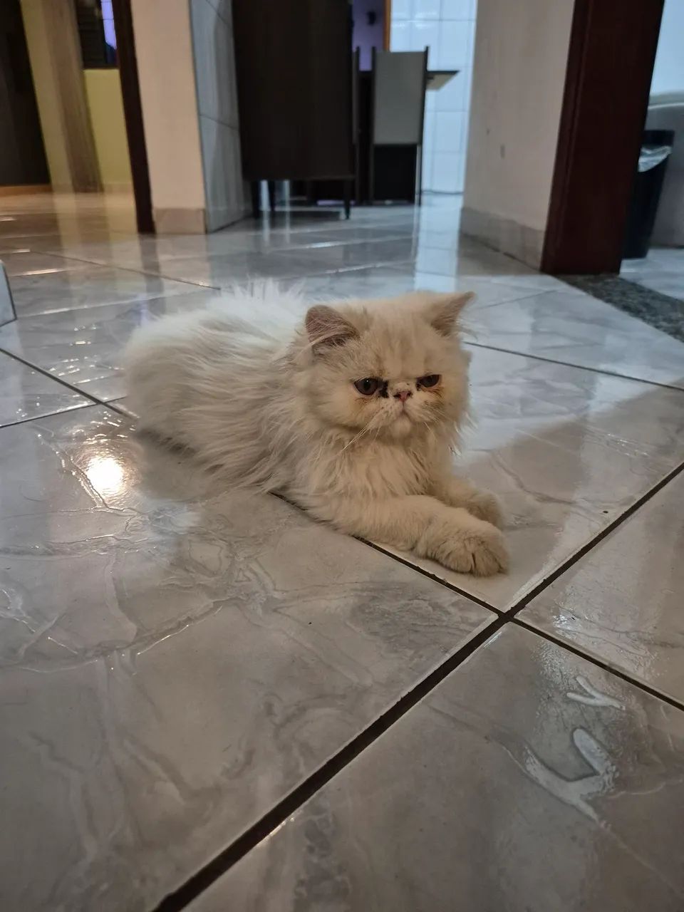 Gato Persa - Foto 5