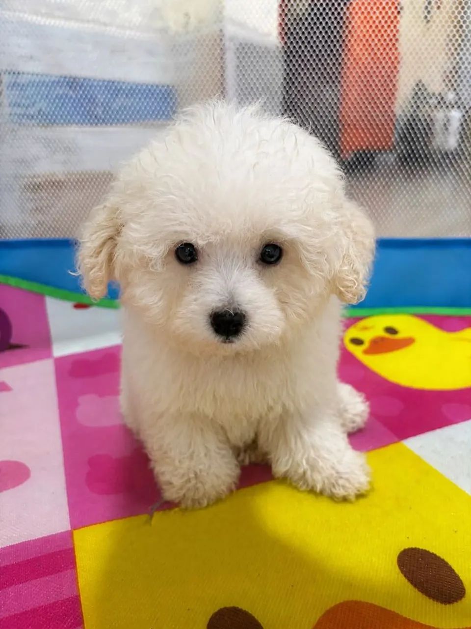 Poodle voltando aos lares 