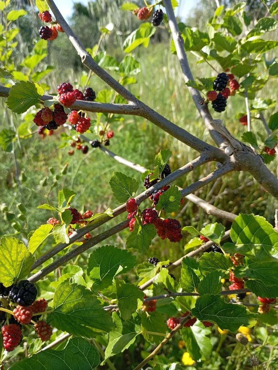 Frutífera Precoce Amora P/vasos, Pomares, sítios e vasos 