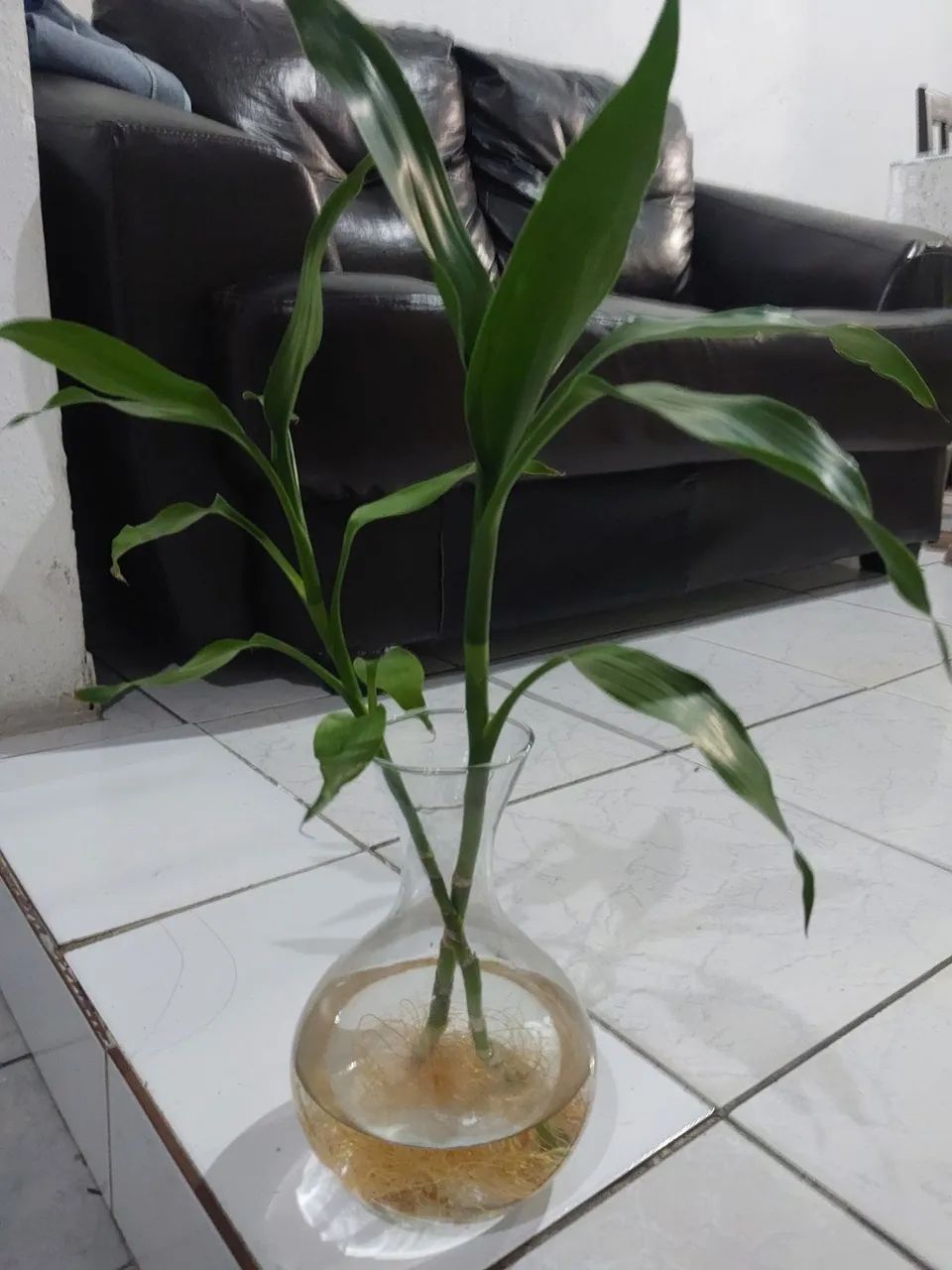 Bambu da sorte (apenas haste) - Foto 3