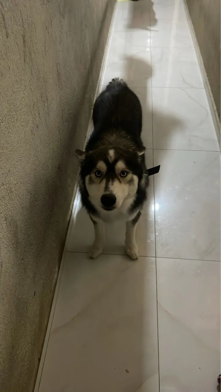 Cachorros  - Foto 5