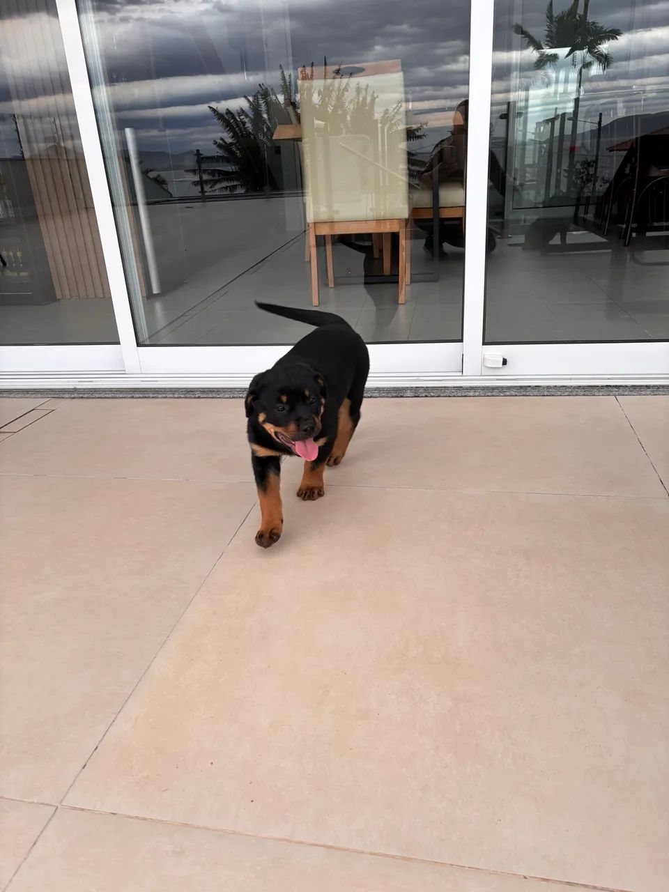 Rottweiler fêmea - Foto 2