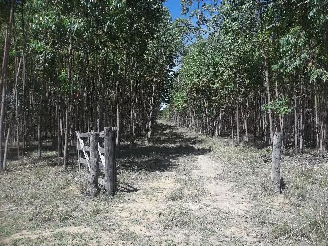 Chácaras em Alexânia - Meio Alqueire - - Foto 5
