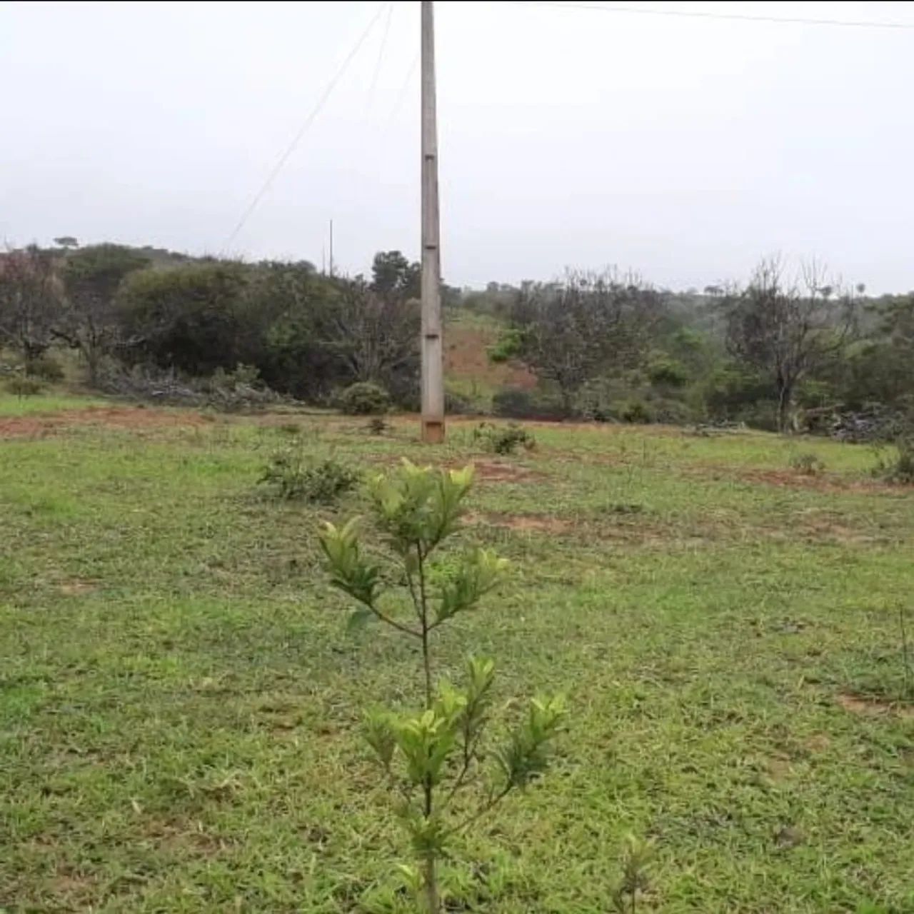 Fazenda sentindo campo florido 