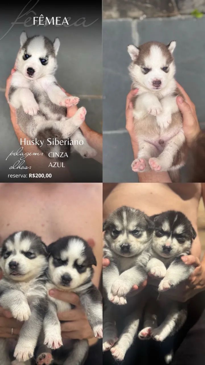 Filhote de Husky Siberiano  - Foto 3