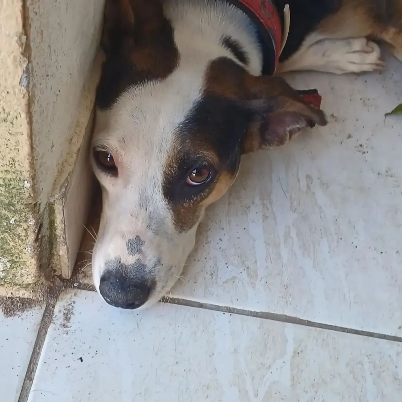 ADOÇÃO  - Foto 5