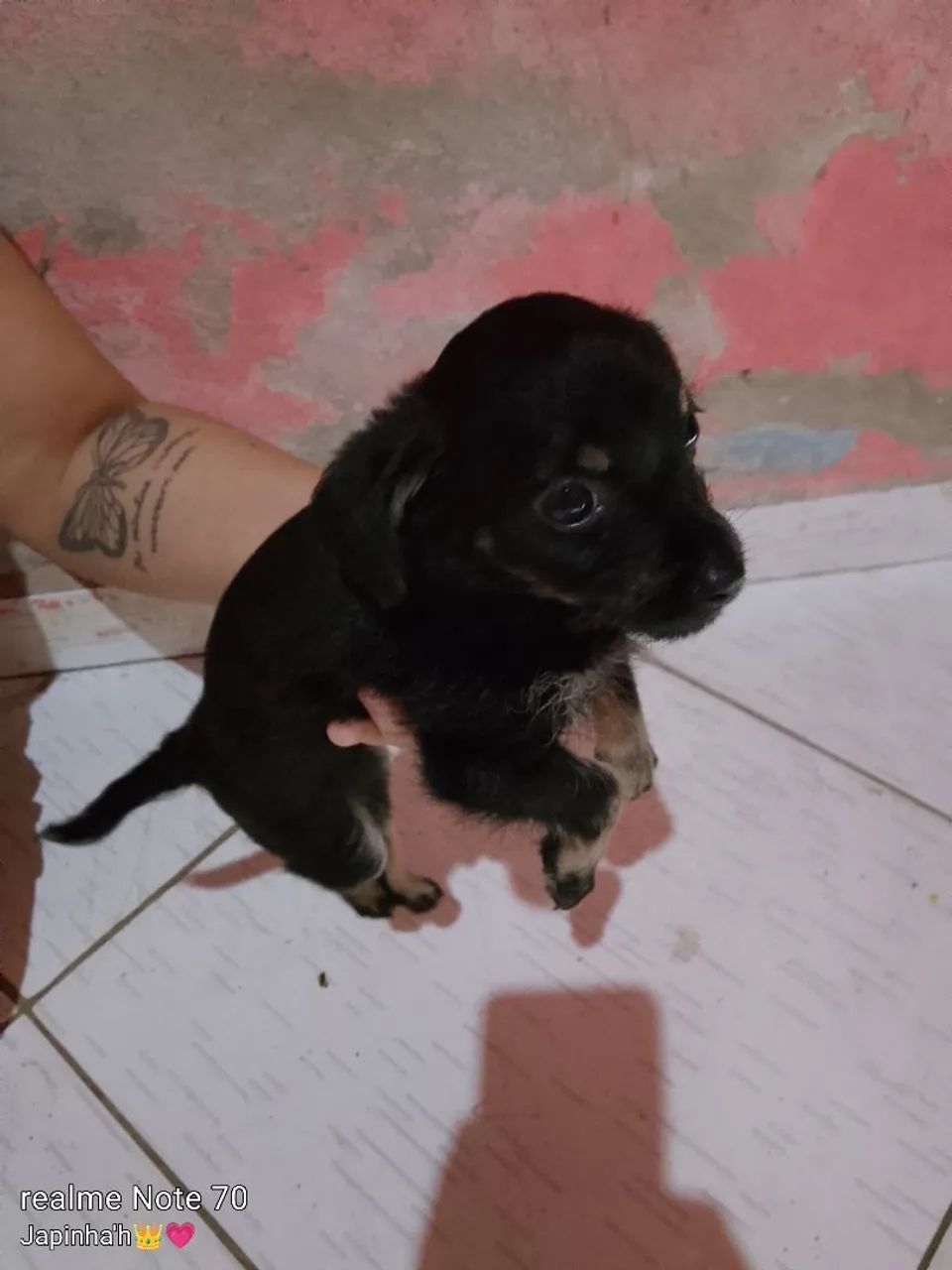 Cachorra pinscher  - Foto 3