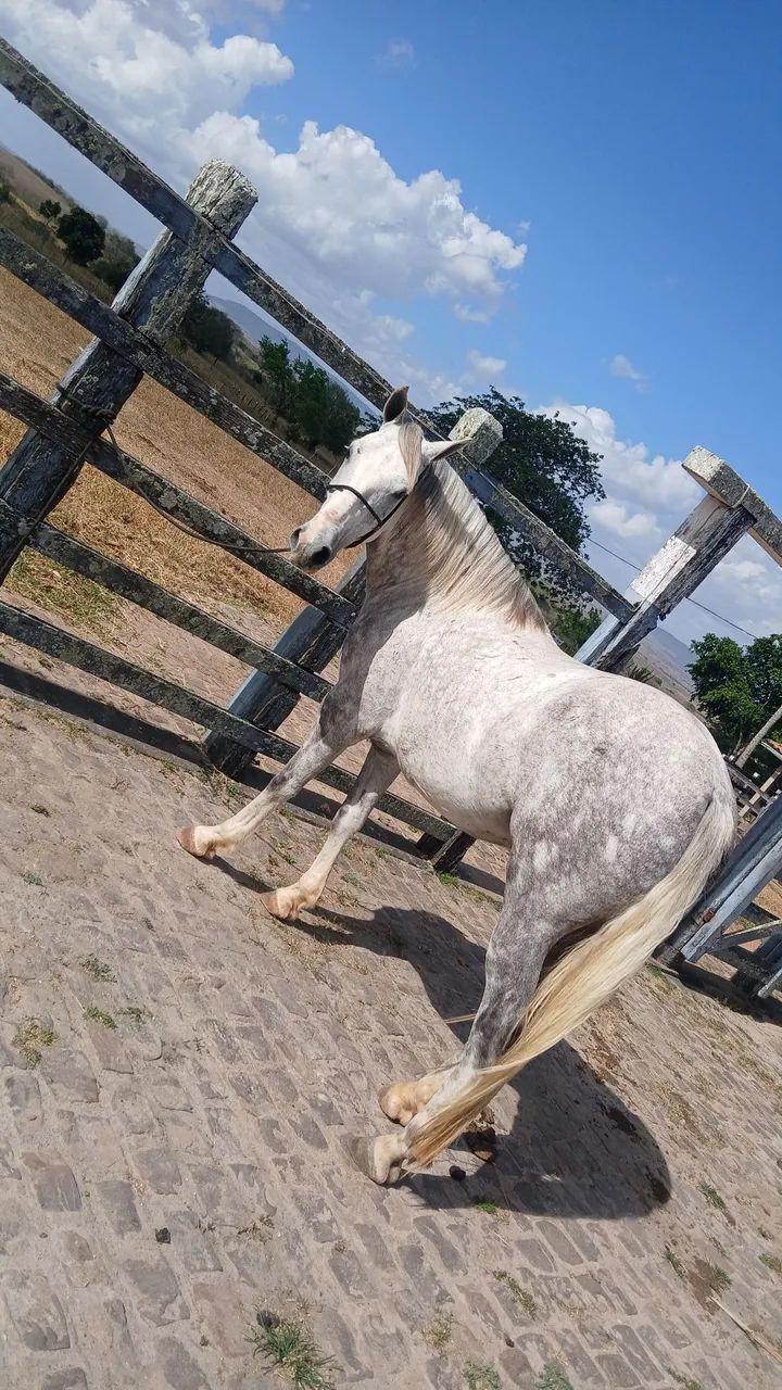 Vendo cavalo de 6 anos  - Foto 5