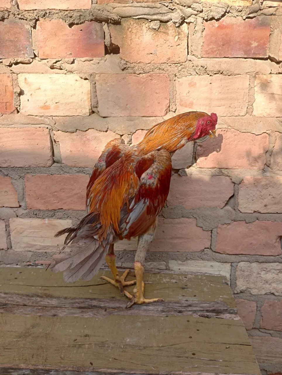Frango carioca shamo