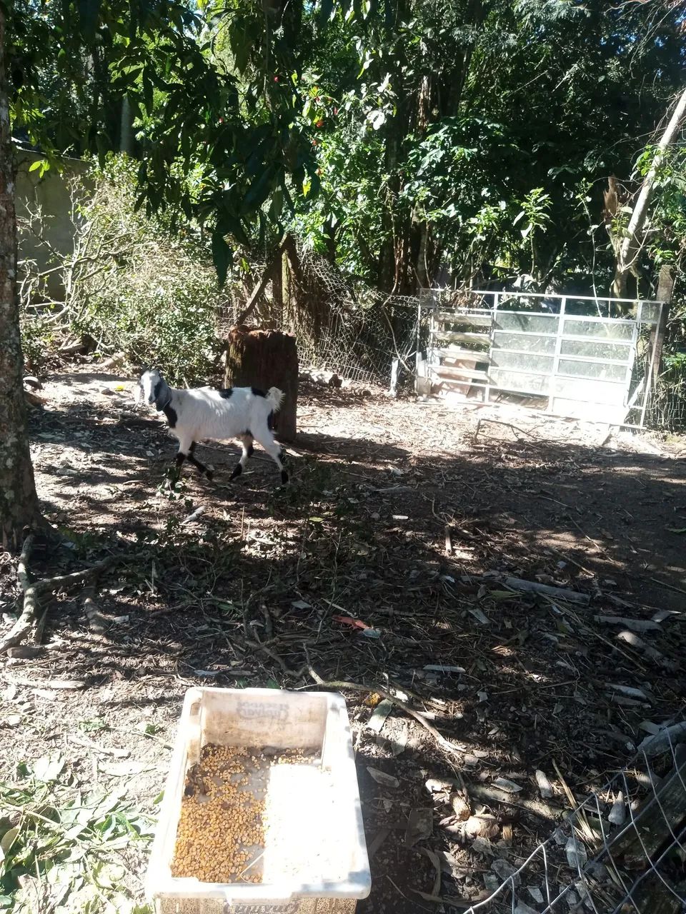 Vendo chácara Guarda do Cubatão  - Foto 2