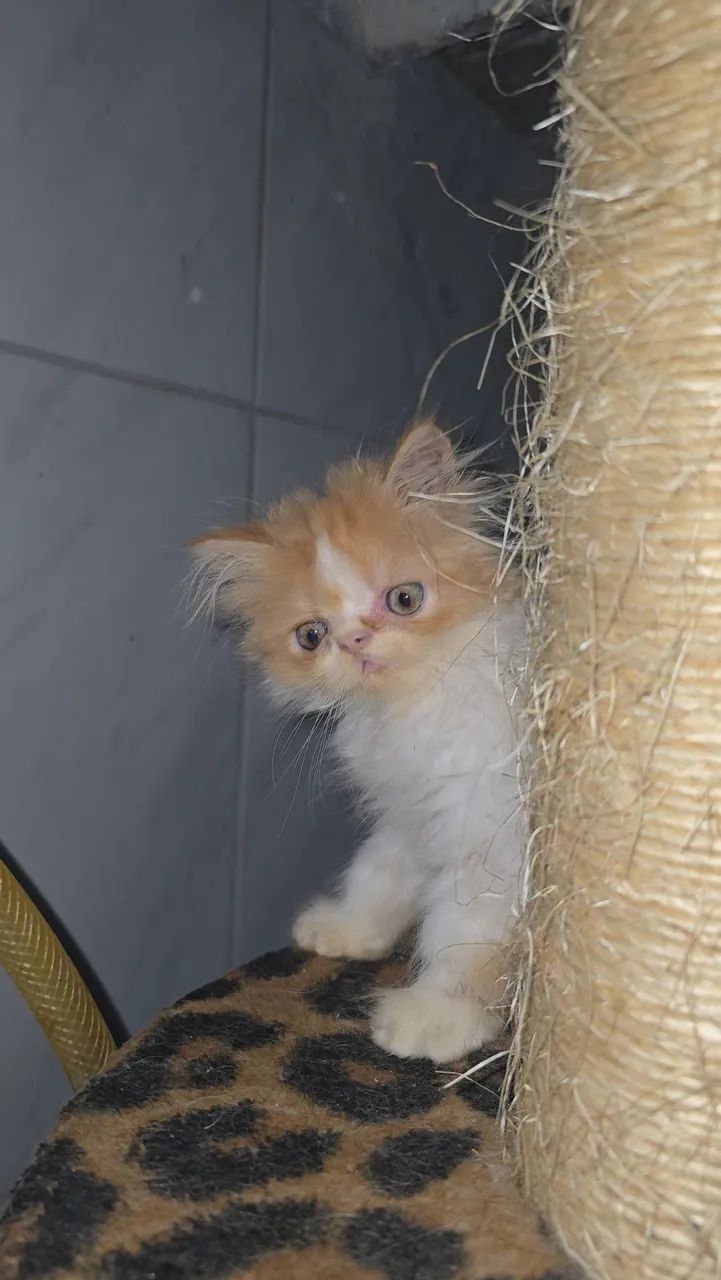 Gatos persa  - Foto 3