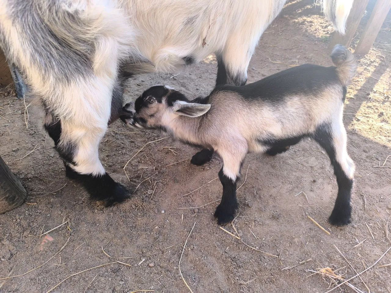 Mini cabra  - Foto 4