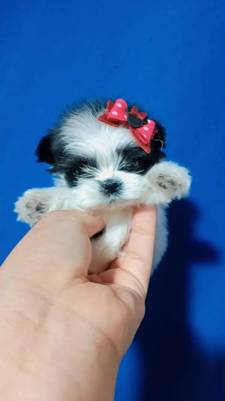 Shitzu Miniatura - Foto 2