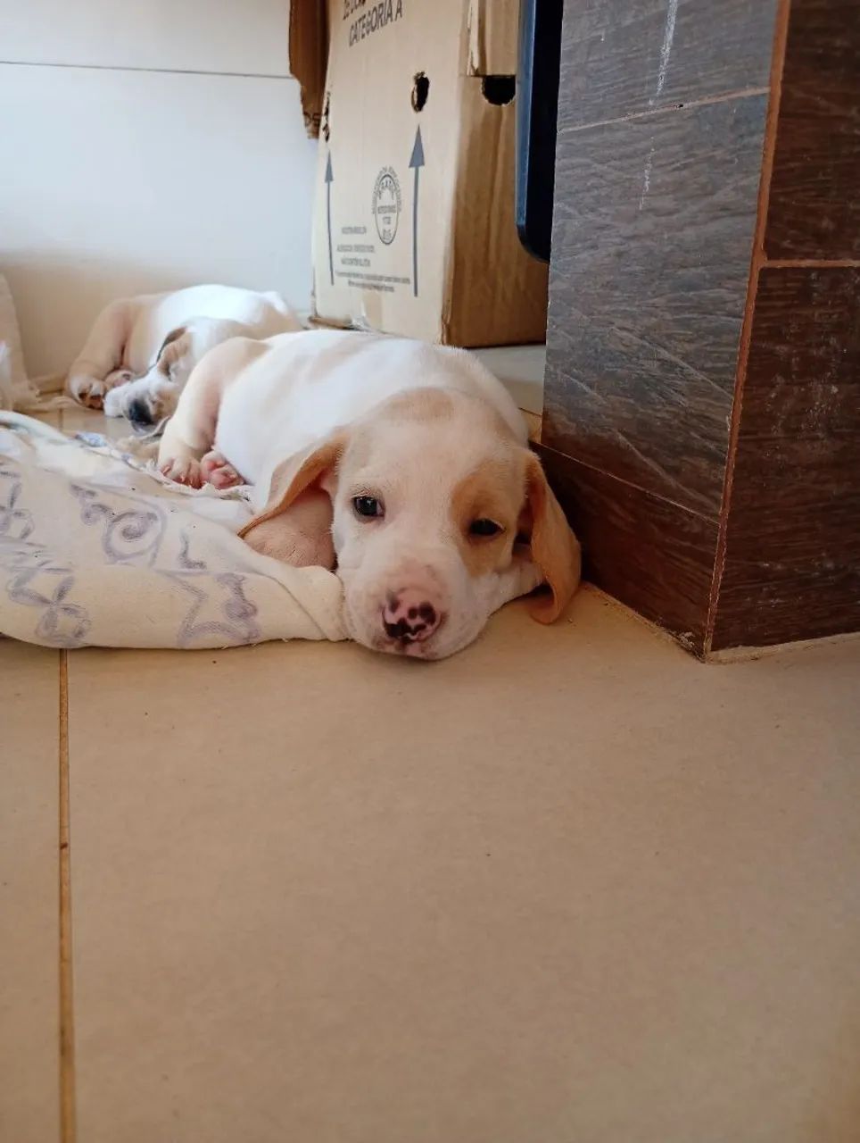 FILHOTES DE BEAGLE HARRIER À VENDA