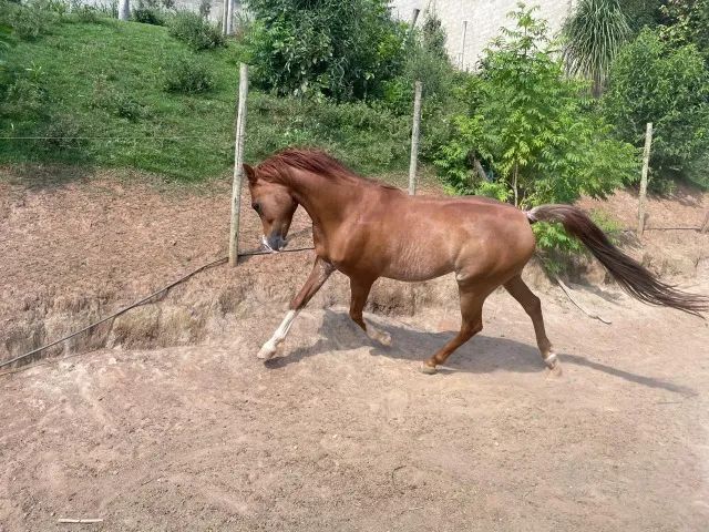 Cavalo Arabe - Foto 5