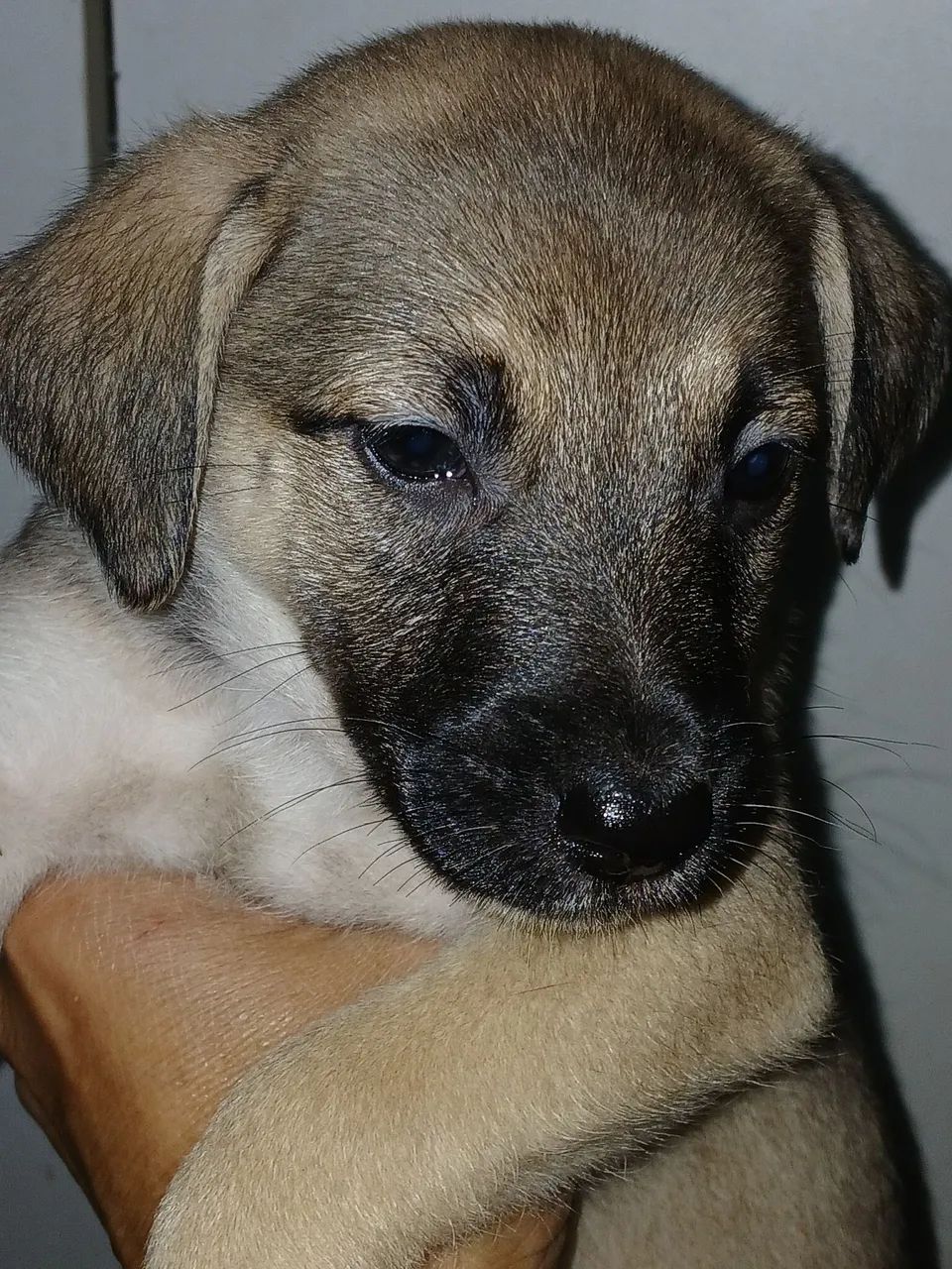 Doação de cachorrinhos  - Foto 2