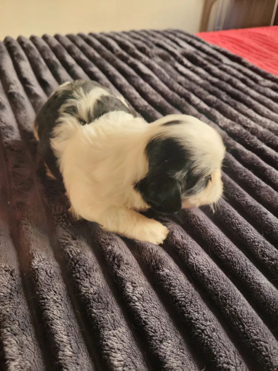 Cachorro  shituz  - Foto 2
