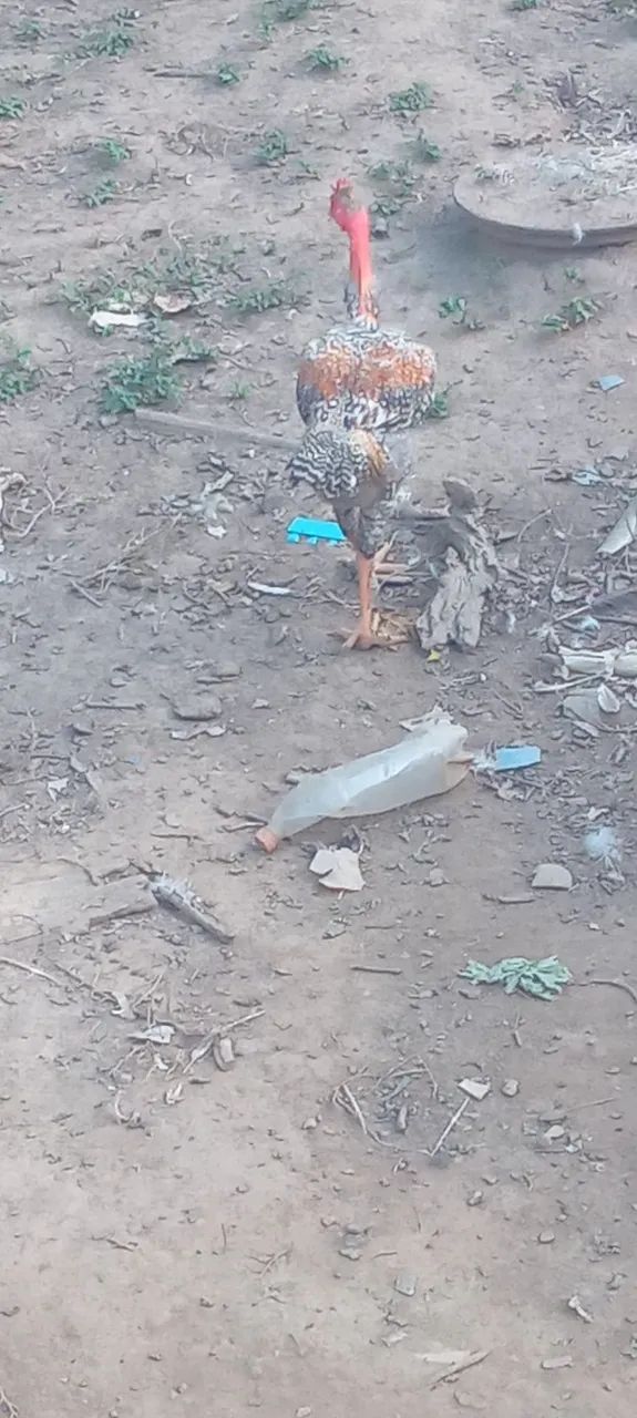 Vendo esse frango  - Foto 5
