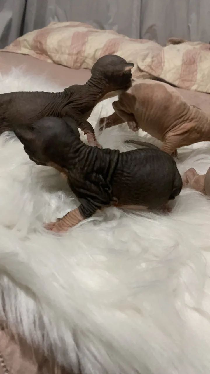 Sphynx  - Foto 2
