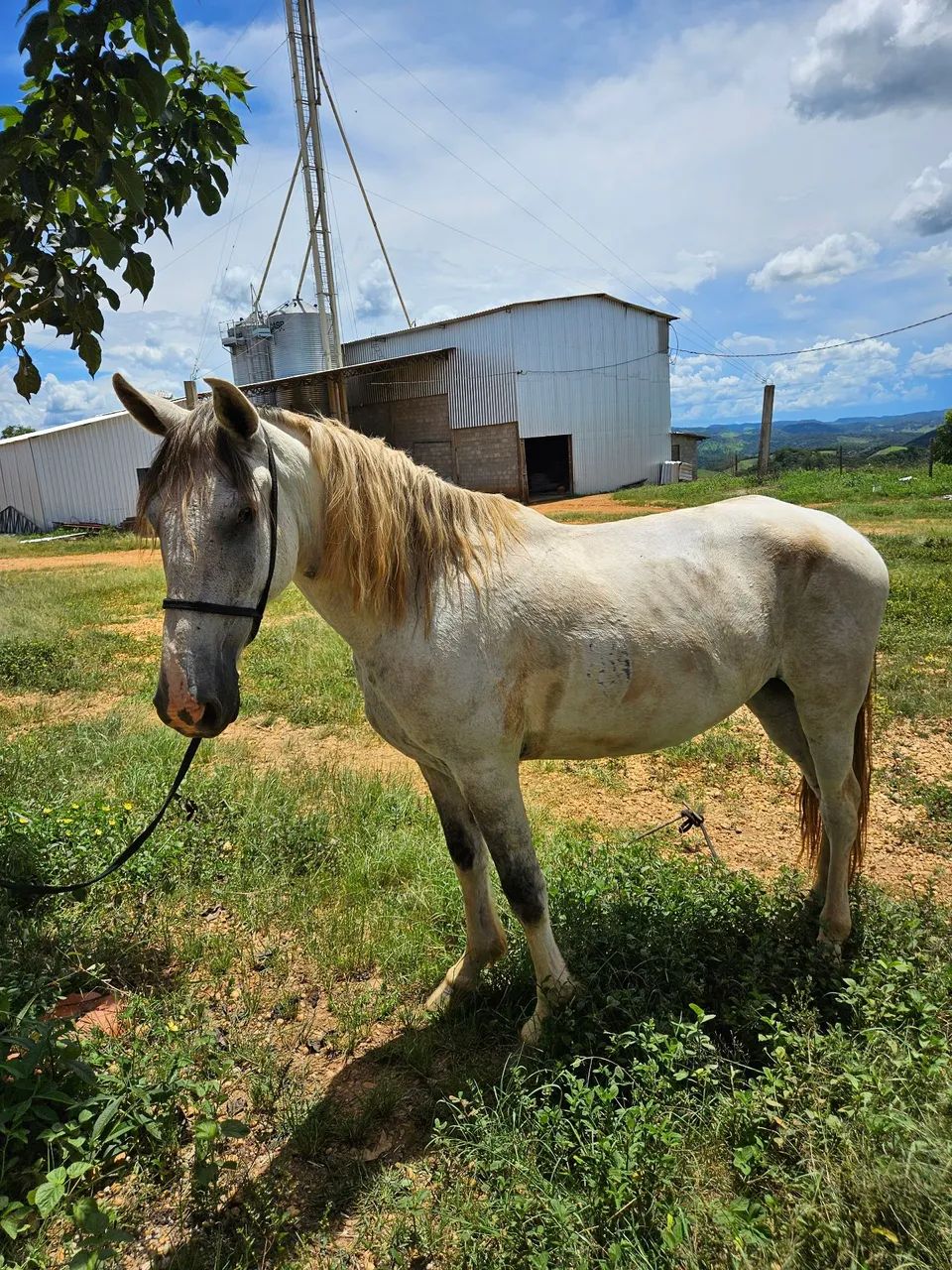 Cavalo mangolina pampa de baio