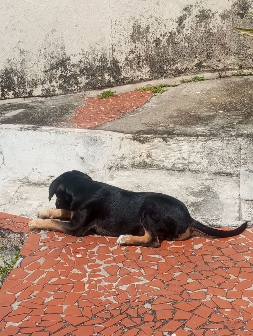 DOA-SE CACHORRO - Foto 2