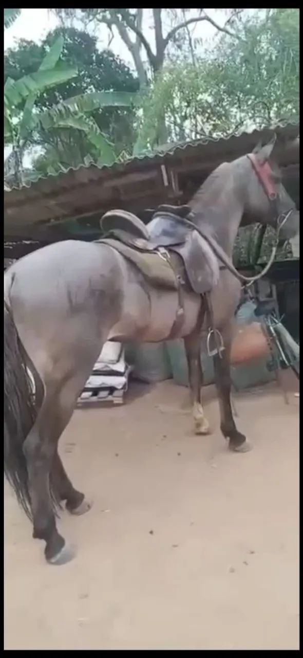 Lindo Cavalo  - Foto 3