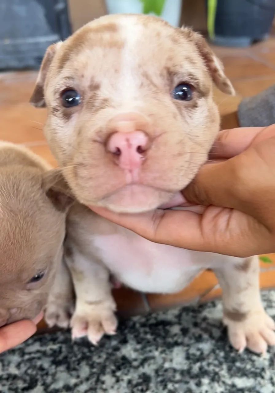 American Bully Micro  - Foto 5