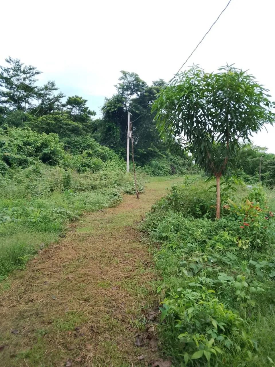 Chácara Metade do preço - 40 km de Parauapebas  - Foto 4