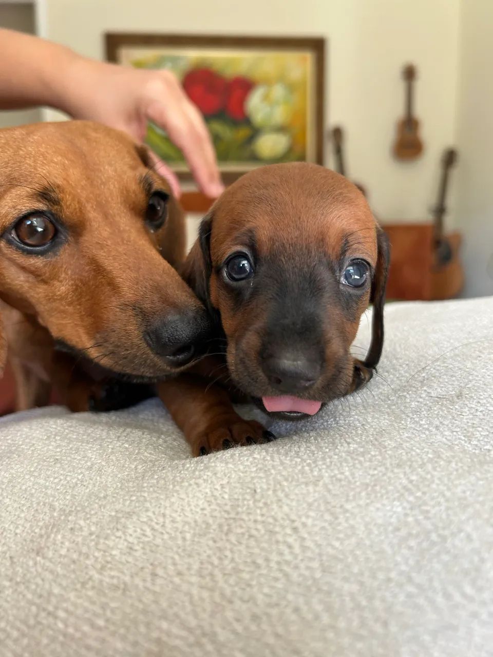 Filhote de dachshund  - Foto 4