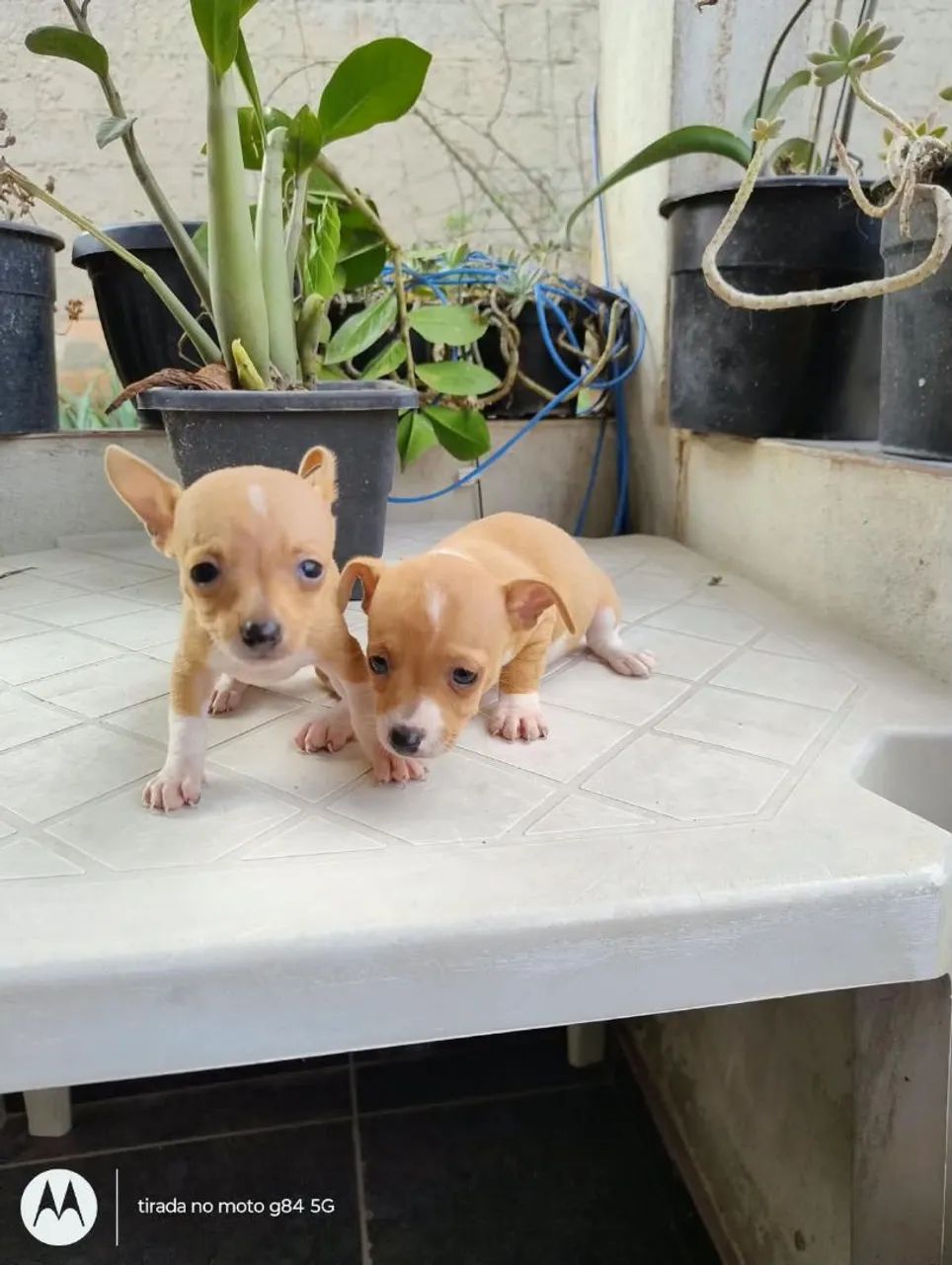 Pinscher  1,700 o casal ou pode comprar separado  - Foto 3