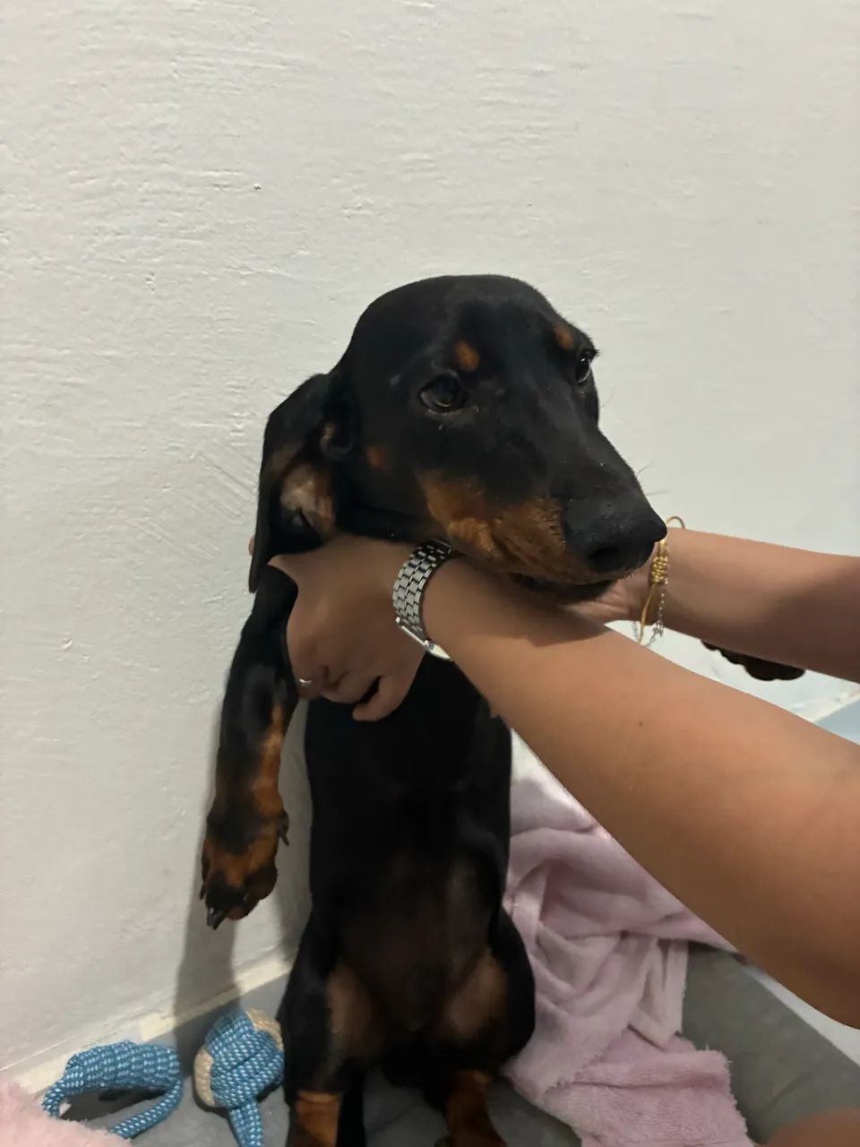 Vende-se salsicha macho - Foto 3