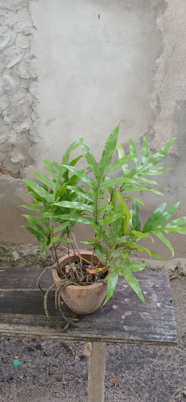 Plantas 