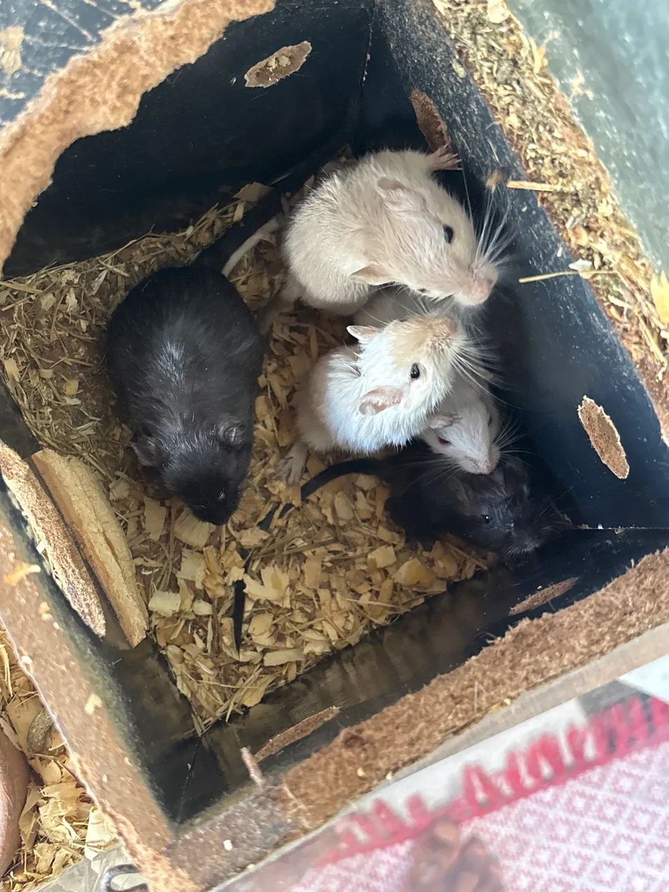 Esquilos da Mongólia/gerbil 65578340382467121