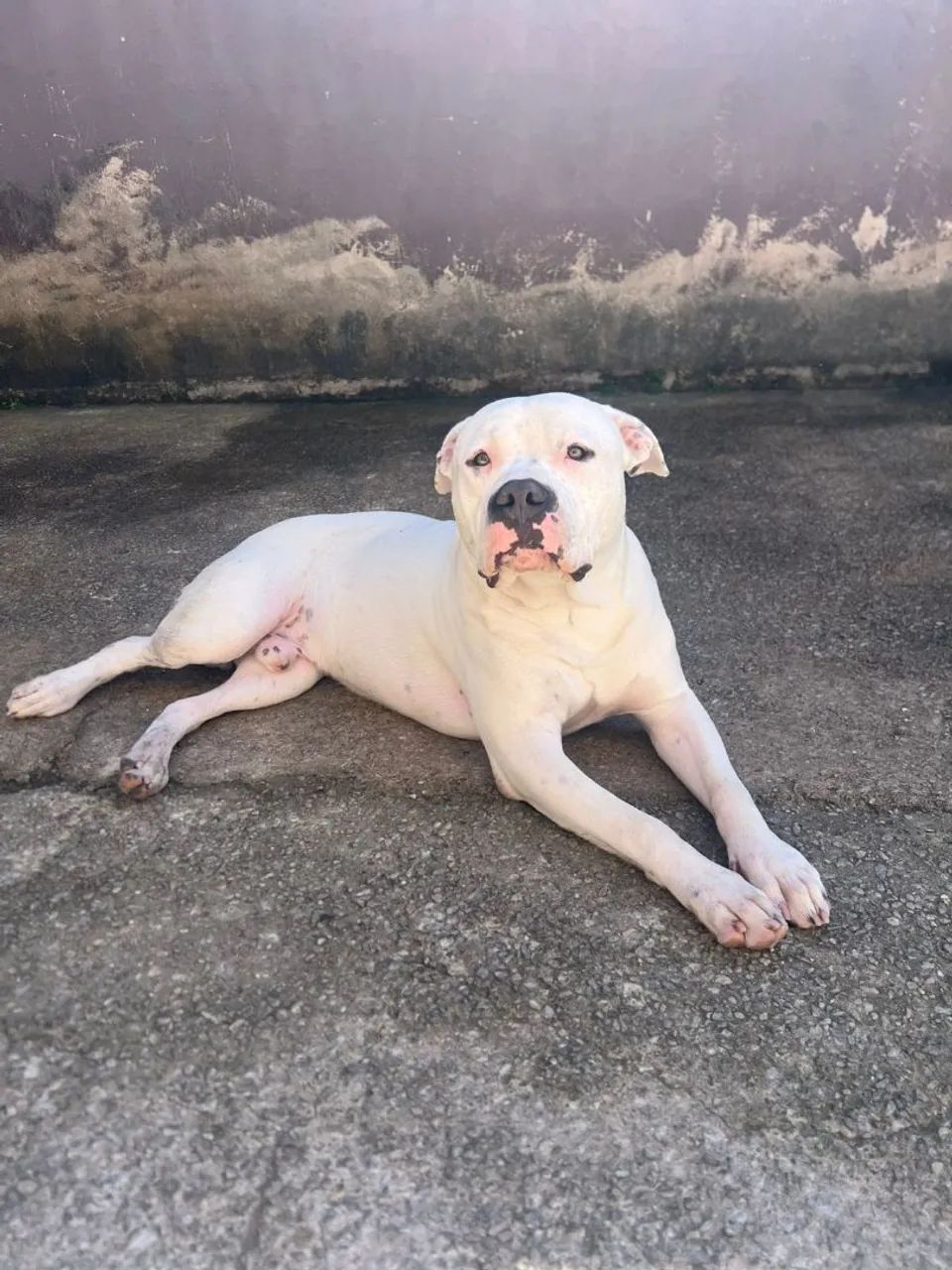 Pit bull