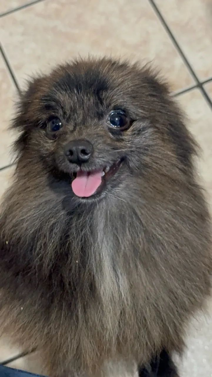 Spitz Alemão Macho Anão  - Foto 3